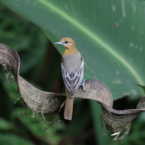 Female Baltimore Oriole